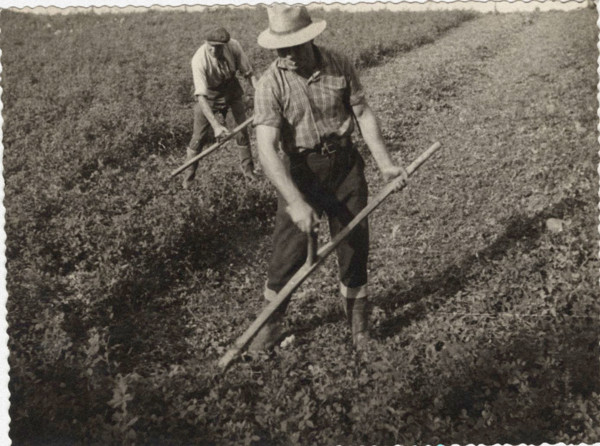 Harvesting