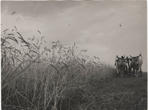 Harvesting