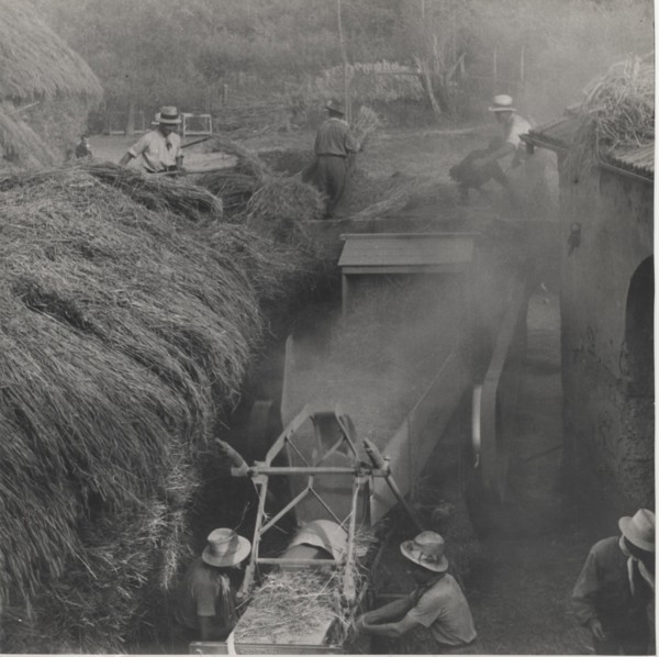 Harvesting in Mezzana