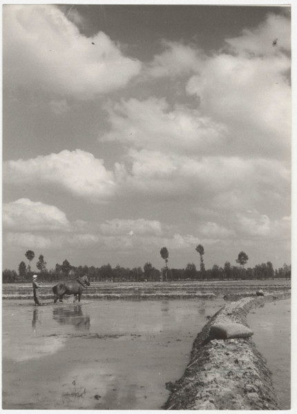 Preparing for the sowing of rice seeds in the countryside of Vercelli: the flattening of the field