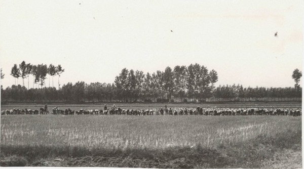 Paddy field