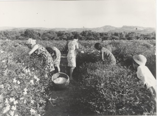 Jasmine flowers harvest in Reggio Calabria