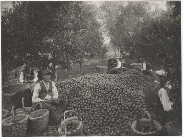 Mandarin harvest
