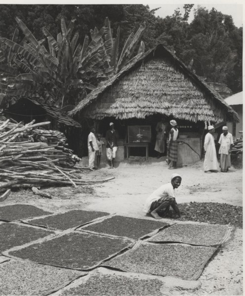Cloves drying