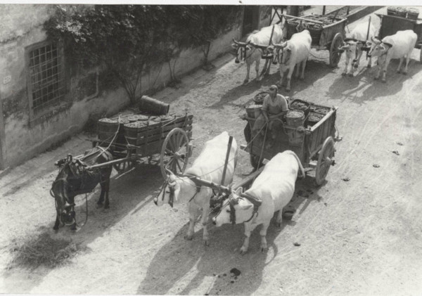 Boxes full of grapes carried to the village after the harvest