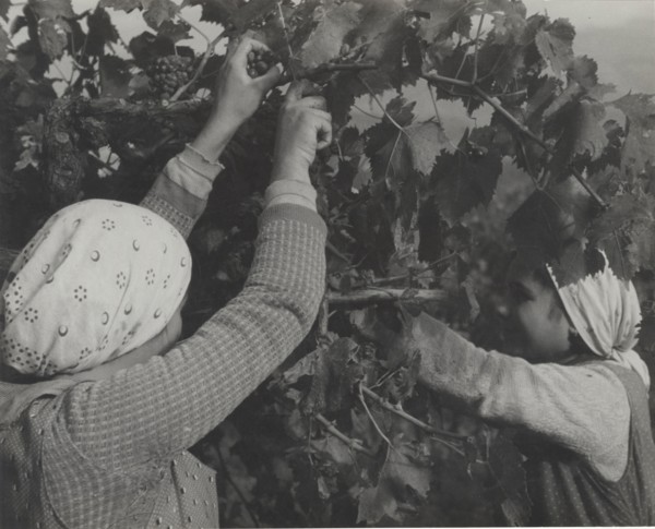 Grape harvest