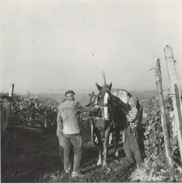 Barbera vineyard