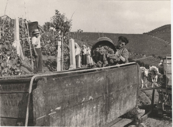 Grape harvest in Castagnole, Monferrato,