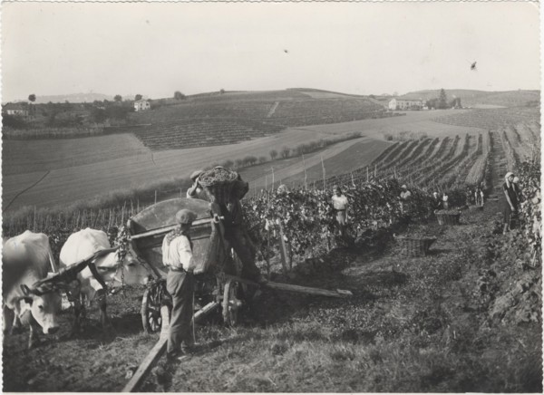Grape harvest in Monferrato hills