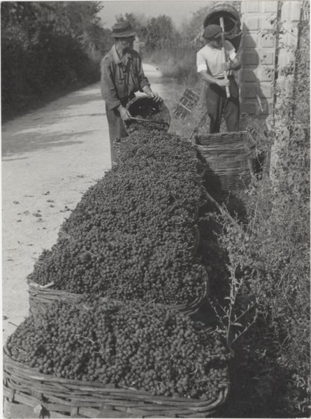 Grape harvest in Monferrato