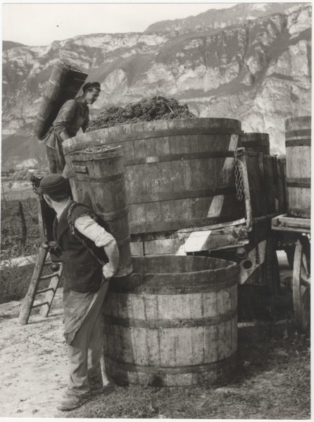 Grape harvest