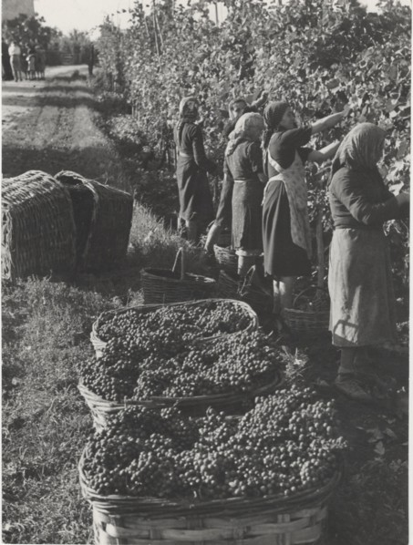 Grape harvest in Pavia