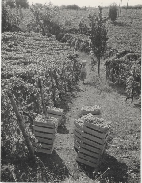 Grape harvest in Terracina