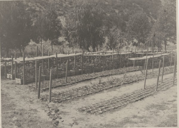 Plant Nursery