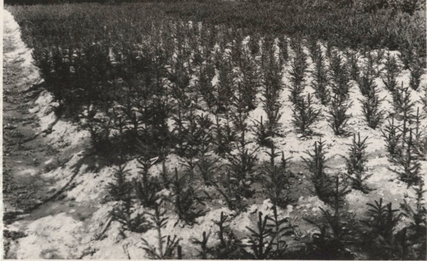 Abiens Picea Excelsa nursery