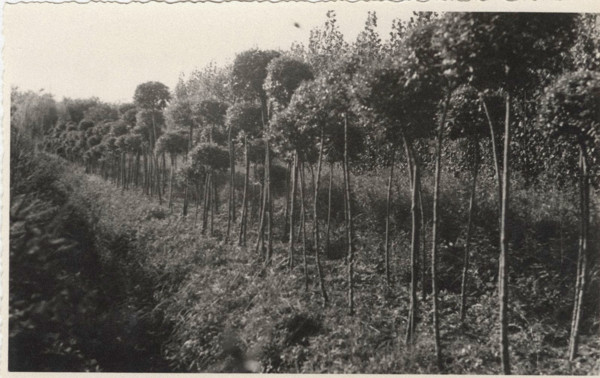 Ligustrum sinense nursery