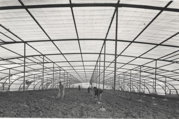 Greenhouse made with plastic materials