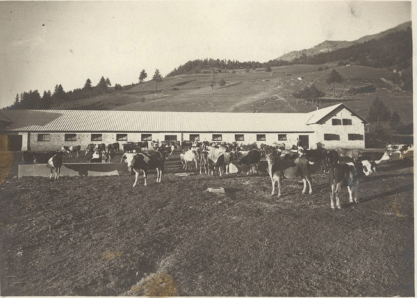 Experimental Mountain pasture the stable