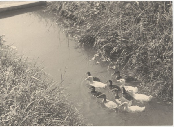 Ducks