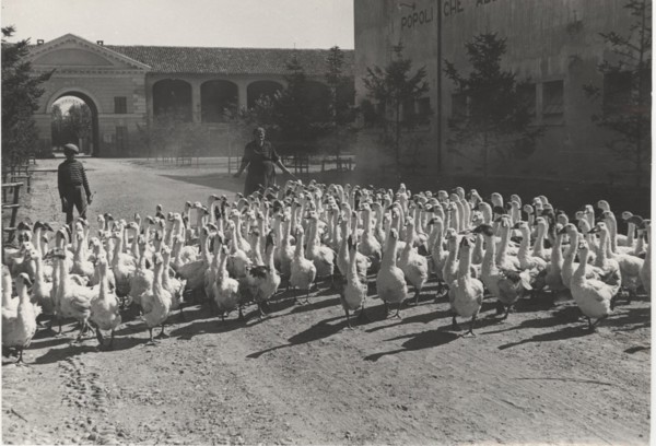 Gooses in Vercelli countryside