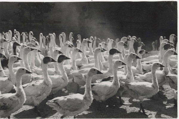 Lomellina Gooses