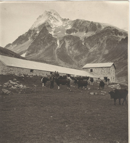 Alpin pasture