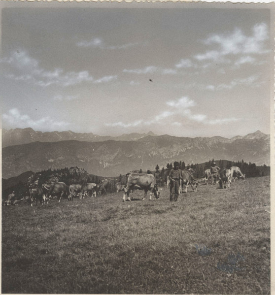 Grazing animals