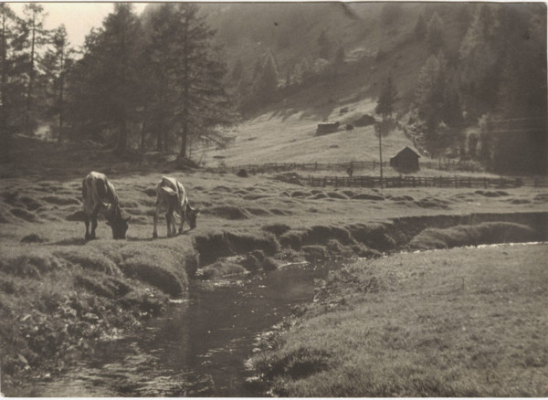 Mountain pasture. Riva di Tures,