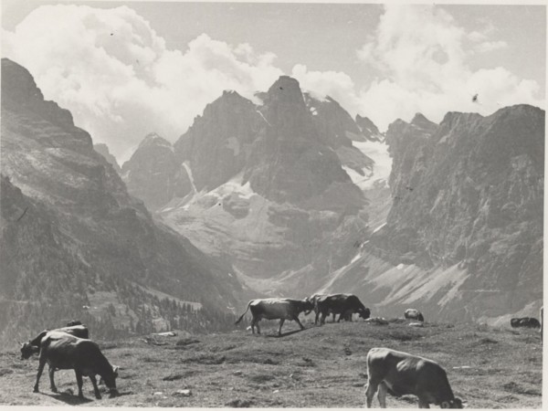 Mountain pasture on Monte Spinale. Madonna di Campiglio, Italy