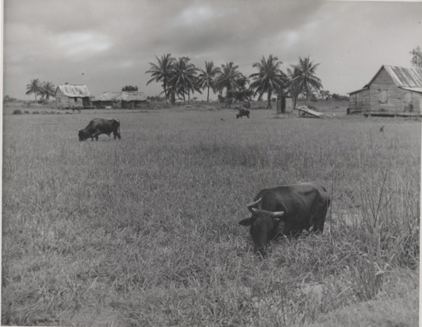 Buffalos