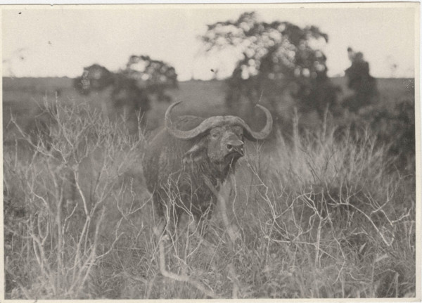 Buffalos. Virunga National Park, Congo