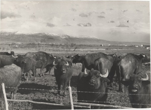 Buffalos behind a fence