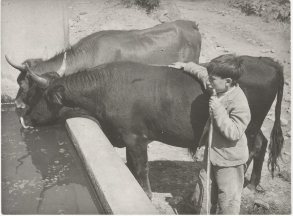 Oxes at the drinking trough