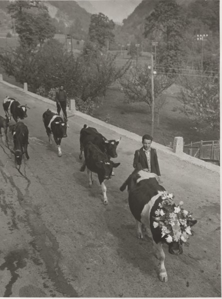 Cows coming back from the alpin pasture. The queen, with a crown, leads the group
