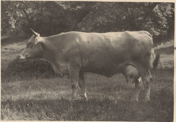 Cow