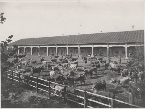 Dairy cattle. Lodi, Italy