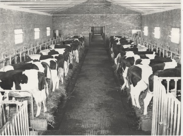 Dairy cattle. Maremma, Italy