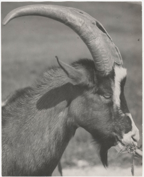 Head of goat