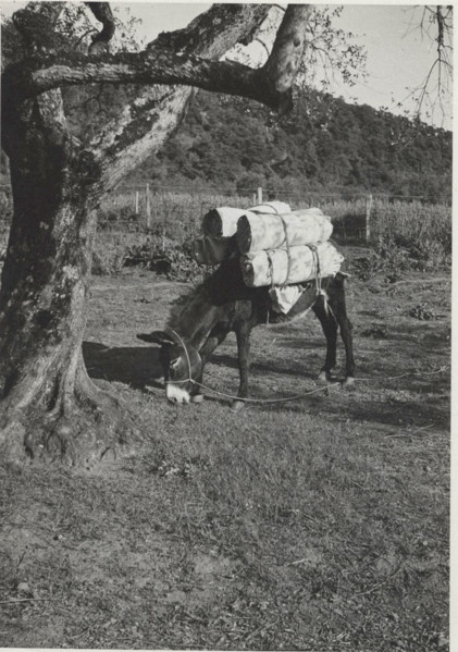 Donkey. Montefiascone, Italy