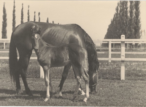 Race horse farm