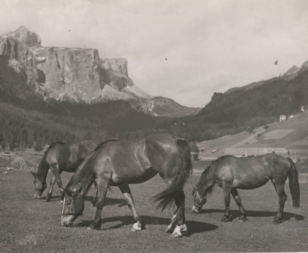Horses grazing in Alpe di Siusi, Italy