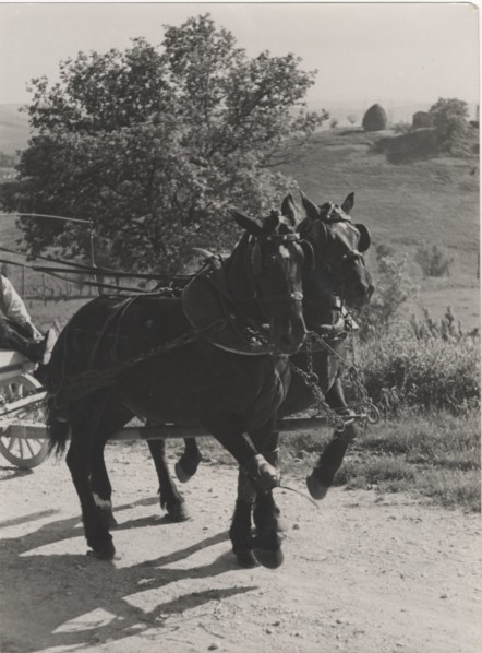 Horses