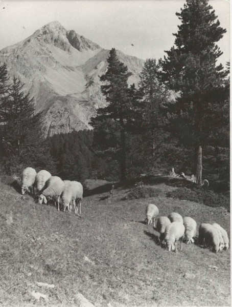 Mountain pasture