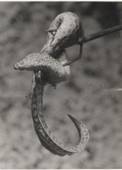 A moray eel hit with an harpoon. Egypt,