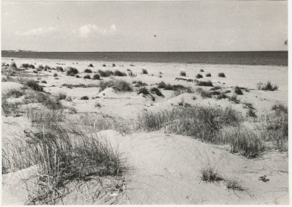 Coastal dunes