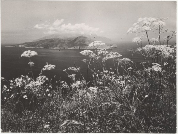 Blossom on Amalfi Coast