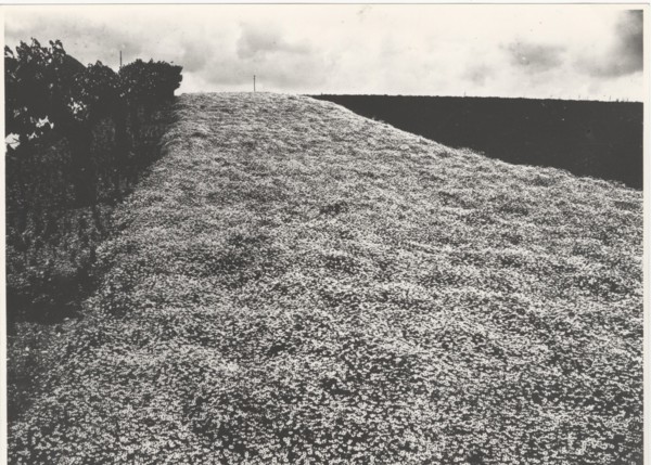 Chamomile field in Appignano, Italy,