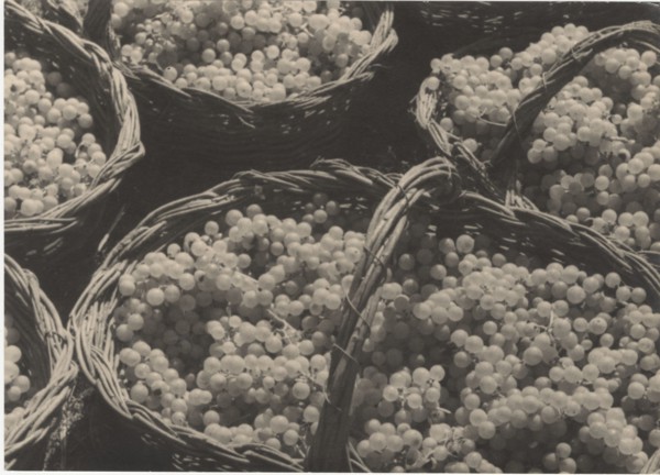 Bunch of grapes