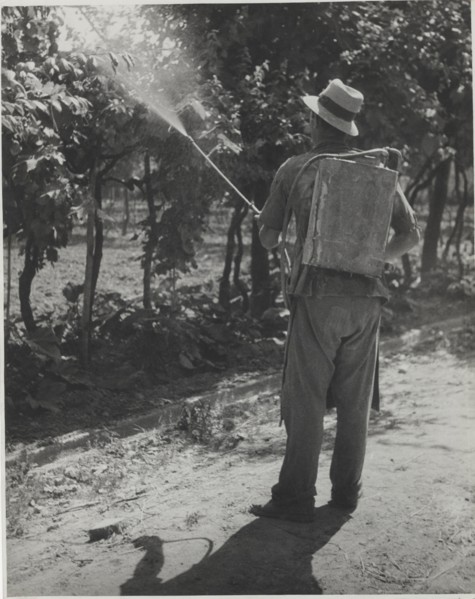 Disinfestation of a vineyard with pesticides