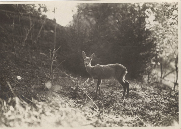 A roe deer